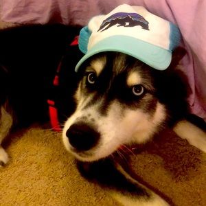 Patagonia trucker hat